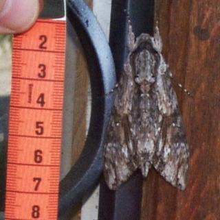 View from Fourmilab: Giant Moth