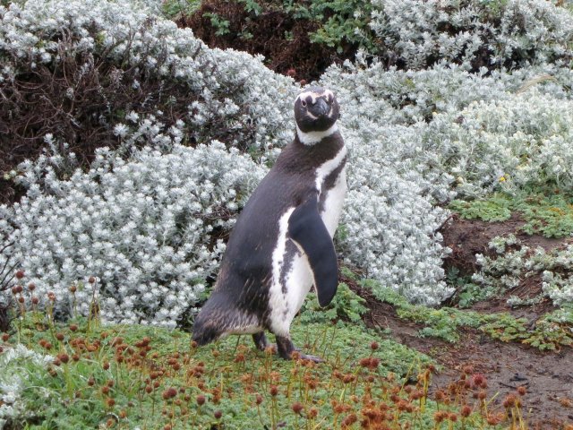 ANTarctica 2013 gallery image S058.jpg